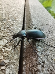 Carabus violaceus