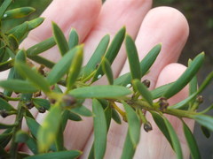 Madarococcus totarae