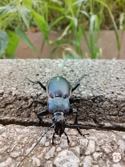 Carabus violaceus