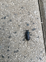 Carabus violaceus
