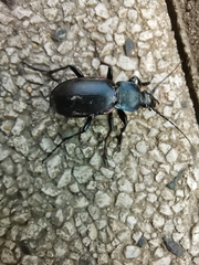 Carabus violaceus