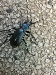 Carabus violaceus