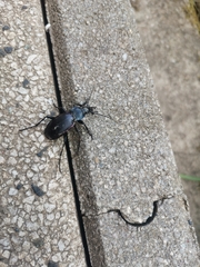Carabus violaceus