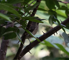 Chalcomitra amethystina