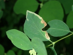 Aulagromyza hendeliana