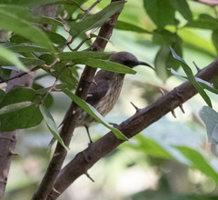 Chalcomitra amethystina