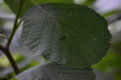 Leptocerus interruptus