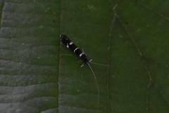 Leptocerus interruptus