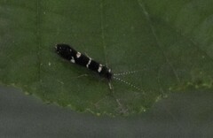 Leptocerus interruptus