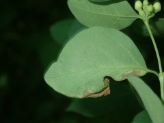 Aulagromyza hendeliana