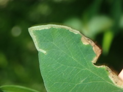 Aulagromyza hendeliana