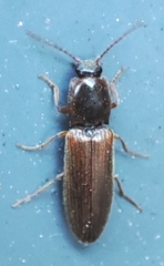Elateridae