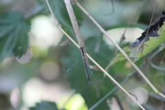 Ischnura elegans