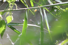 Calopteryx splendens