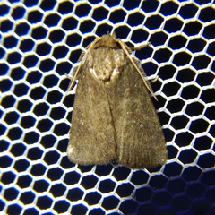 Noctuidae