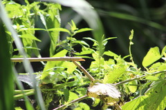 Calopteryx splendens