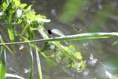 Calopteryx splendens