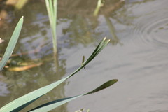 Calopteryx splendens