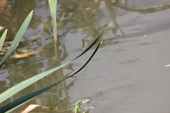 Calopteryx splendens