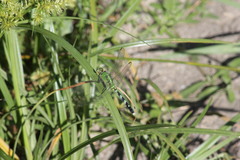 Erythemis simplicicollis