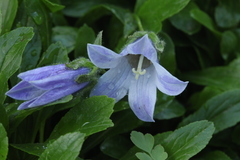 Campanula chamissonis