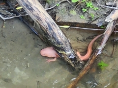 Ambystoma mexicanum