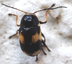 Cryptocephalus moraei