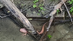 Ambystoma mexicanum