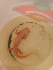Ambystoma mexicanum