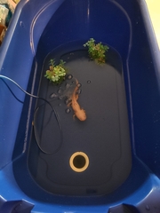 Ambystoma mexicanum