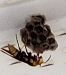 Polistes major major