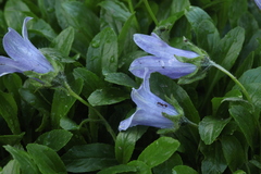 Campanula chamissonis