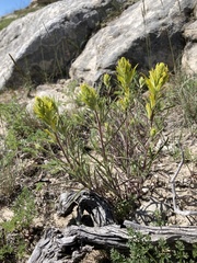 Castilleja flava flava