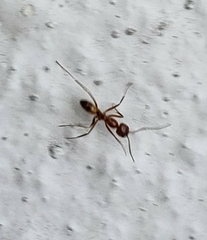 Dorymyrmex bureni