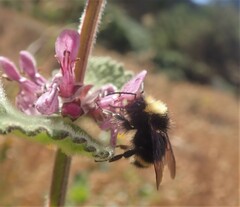 Bombus caliginosus