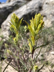 Castilleja flava flava