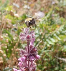 Bombus caliginosus
