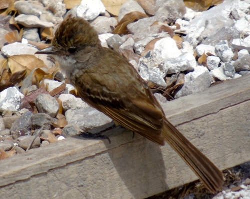 Myiarchus nuttingi