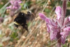 Bombus caliginosus