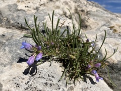 Penstemon caryi