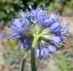 Gilia capitata pacifica
