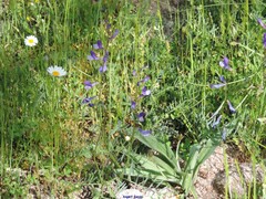 Vicia onobrychioides