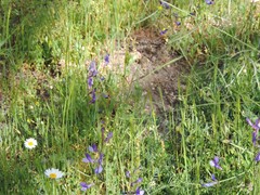Vicia onobrychioides