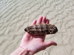 Holothuria mexicana