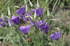 Eustoma russellianum