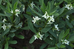 Daphne alpina