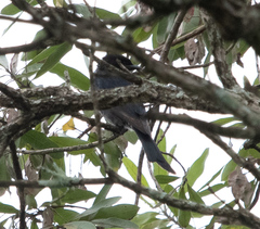 Dicrurus adsimilis