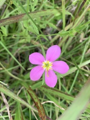 Sabatia campestris