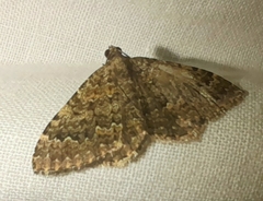 Cataclysme uniformata