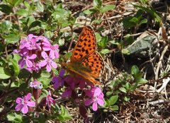 Boloria euphrosyne